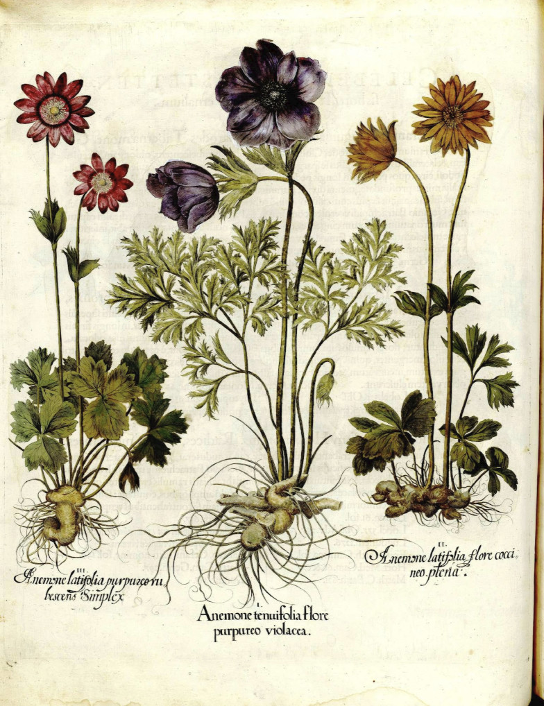 Besler, Hortus Eystettensis, 1613 — anemones
